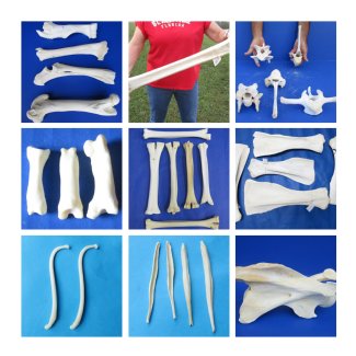 Animal Bones Wholesale