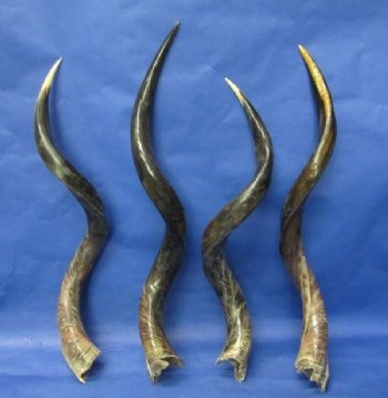 Animal Horns, Antlers