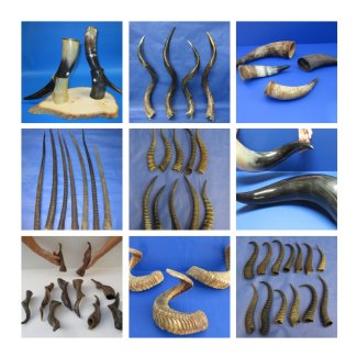 Animal Horns Wholesale