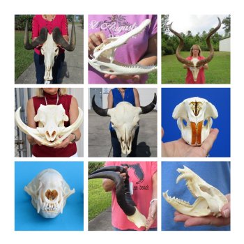 Real Animal Skulls for Sale from Africa, India and US