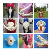 Animal Skulls from Africa and US