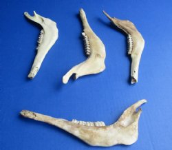 Authentic Antelope Jaw Bones for Crafts, 8 to 9 inches - 4 @ $6.75 each; 8 @ $6.00 each