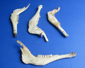 Authentic Antelope Jaw Bones for Crafts, 8 to 9 inches - 4 @ $6.75 each; 8 @ $6.00 each