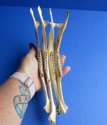 Authentic Antelope Jaw Bones for Crafts, 8 to 9 inches - 4 @ $6.75 each; 8 @ $6.00 each