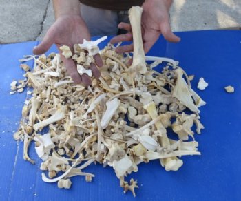  4 pounds Assorted Animal Bones 1 to 10 inches long for $34.99