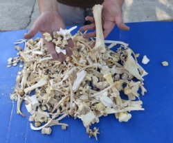  4 pounds Assorted Animal Bones from Whitetail Deer, Wild Pig, Wild Boar, Wild Hog, ribs, legs, vertebrae, bones - $45