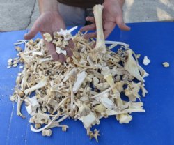  4 pounds Assorted Animal Bones 1 to 10 inches long for $34.99