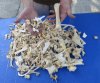  Assorted Animal Bones from Whitetail Deer, Wild Pig, Wild Boar, Wild Hog, ribs, legs, vertebrae, bones -  4 pounds @ $9.45 a pound; 