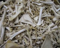  4 pounds Assorted Animal Bones 1 to 10 inches long for $34.99