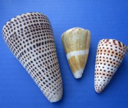 Assorted Cones Shells for Sale 1 to 5 inches - 5 kilos @ $3.20 a kilo