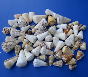 Assorted Cones Shells for Sale 1 to 5 inches - 5 kilos @ $3.20 a kilo