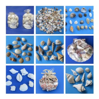 Assorted Craft Shells
