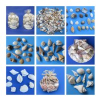 Assorted Craft Seashells Bulk or a Bag