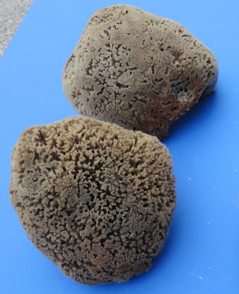 Natural Sea Sponge for Cleaning and Painting