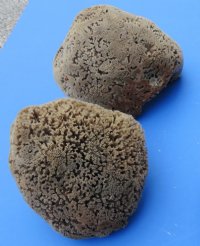 6 to 7-3/4 inches Natural Unbleached Sea Sponge for Bathing, Cleaning and Painting -Pack of 2 @ $9.00 each; Pack of 6 @ $8.00 each