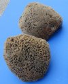 6 to 7-3/4 inches Natural Unbleached Sea Sponge for Bathing, Cleaning and Painting -Pack of 2 @ $9.00 each; Pack of 6 @ $8.00 each