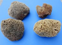 6 to 7-3/4 inches <font color=red> Wholesale</font> Natural Unbleached Sea Sponge for Sale in Bulk - Case of 18 @ $5.00 each