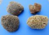 6 to 7-3/4 inches <font color=red> Wholesale</font> Natural Unbleached Sea Sponge for Sale in Bulk - Case of 18 @ $5.00 each