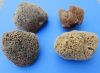 6 to 7-3/4 inches Natural Unbleached Sea Sponge for Bathing, Cleaning and Painting -Pack of 2 @ $9.00 each; Pack of 6 @ $8.00 each