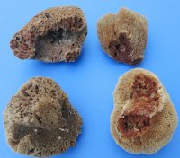 6 to 7-3/4 inches <font color=red> Wholesale</font> Natural Unbleached Sea Sponge for Sale in Bulk - Case of 18 @ $5.00 each