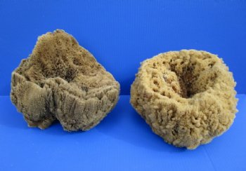 8 to 10 inches Large Assorted Natural Sun Dried Sea Sponges, Unbleached - $12.00 each; 2 @ $10.80 each