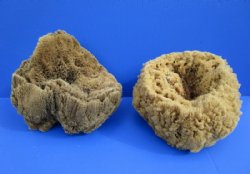 8 to 10 inches Large Assorted Natural Sun Dried Sea Sponges, Unbleached - $12.00 each; 2 @ $10.80 each