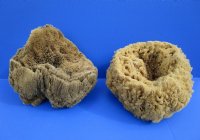 8 to 10 inches <font color=red> Wholesale</font> Large Assorted Natural Sun Dried Sea Sponge for Sale - Case of 14 @ $6.75 each