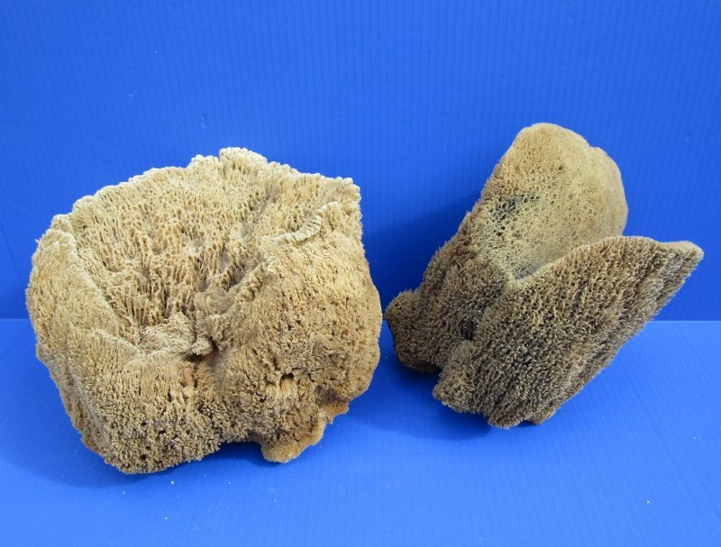 Wholesale Natural Sea Sponge Wholesale For Clean And Healthy Skin 