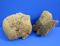 8 to 10 inches <font color=red> Wholesale</font> Large Assorted Natural Sun Dried Sea Sponge for Sale - Case of 14 @ $6.75 each