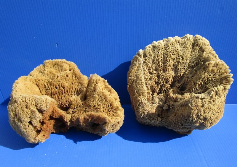 Sea Sponges for Sale