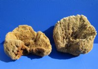 8 to 10 inches <font color=red> Wholesale</font> Large Assorted Natural Sun Dried Sea Sponge for Sale - Case of 14 @ $6.75 each