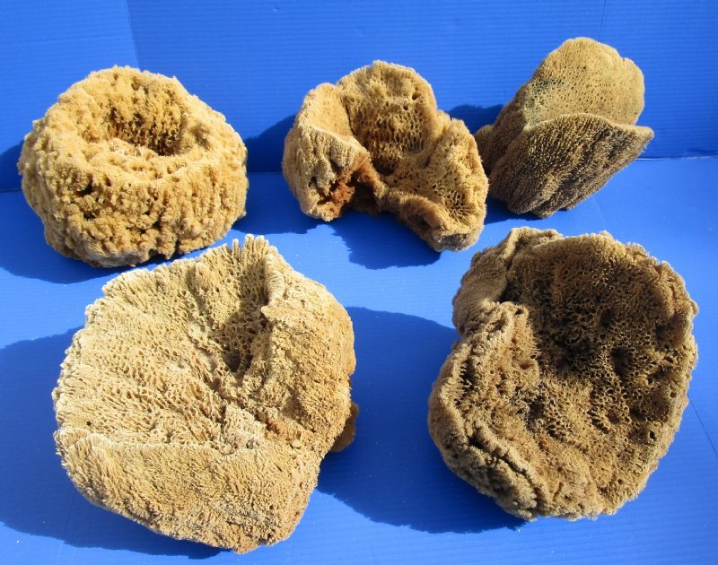 8 to 10 inches Wholesale Large Assorted Natural Dried Sea Sponge