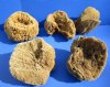 8 to 10 inches <font color=red> Wholesale</font> Large Assorted Natural Sun Dried Sea Sponge for Sale - Case of 14 @ $6.75 each