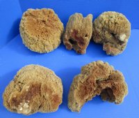 8 to 10 inches <font color=red> Wholesale</font> Large Assorted Natural Sun Dried Sea Sponge for Sale - Case of 14 @ $6.75 each
