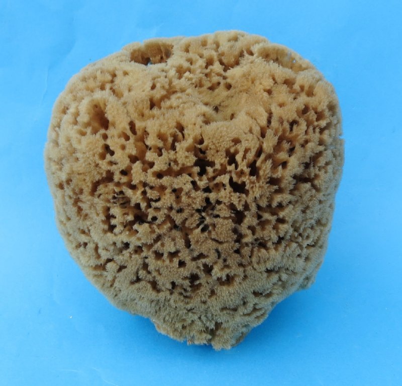 4 to 5-3/4 inches Unbleached Natural Sea Sponge for Sale