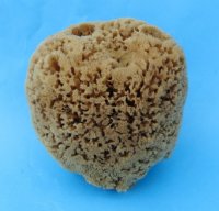 4 to 5-3/4 inches Assorted Unbleached Natural Sea Sponge for Painting, Cleaning and Bathing - Pack of 2 @ $7.65 each; Pack of 6 @ $6.80 each; 