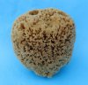 4 to 5-3/4 inches Assorted Unbleached Natural Sea Sponge for Painting, Cleaning and Bathing - Pack of 2 @ $7.65 each; Pack of 6 @ $6.80 each; 
