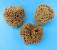 4 to 5-3/4 inches Assorted Unbleached Natural Sea Sponge for Painting, Cleaning and Bathing - Pack of 2 @ $7.65 each; Pack of 6 @ $6.80 each; 