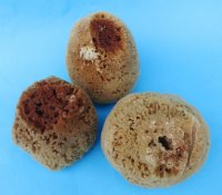 4 to 5-3/4 inches Assorted Unbleached Natural Sea Sponge for Painting, Cleaning and Bathing - Pack of 2 @ $7.65 each; Pack of 6 @ $6.80 each; 