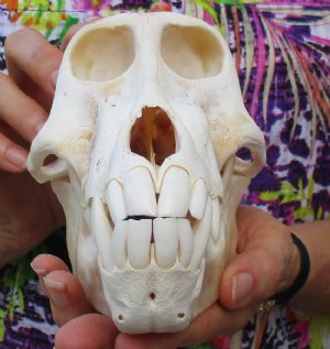 Baboon Skulls