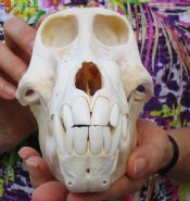 Baboon Skulls