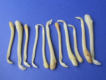 3 to 4 inches <font color=red> Wholesale</font> Badger Baculum, Penis Bones for Sale for Crafts - Pack of 30 @ $3.25 each