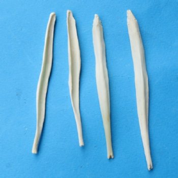 Coyote Penis Bones, Baculum, "Mountain Man Toothpicks"  2-1/2 to 3 inches - 5 @ $5.60 each