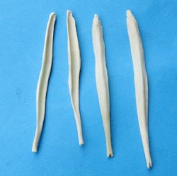 Coyote Penis Bones,...