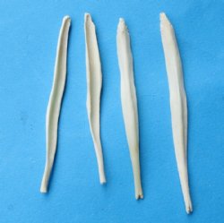 48 Coyote Baculum, Penis Bones <font color=red>Wholesale</font> 2-1/2 to 3 inches - $1.95 each (Plus $8.50 1st Class Postage)