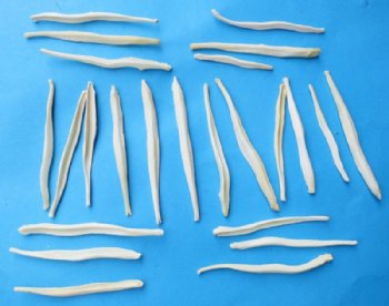 Coyote Penis Bones, Baculum, "Mountain Man Toothpicks"  2-1/2 to 3 inches - 5 @ $5.60 each
