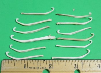 Mink Baculum, Mountain Man Toothpicks 1-1/2 to 2 inches - 5 @ $3.75 each