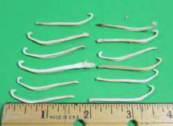 Mink Baculum, Mountain Man Toothpicks 1-1/2 to 2 inches - 5 @ $3.75 each