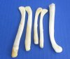3-1/2 to 4 inches Wholesale Real Otter Penis Bones for Sale, Otter Baculum - Case of 20 @ <font color=red> $4.50 each</font> (Plus $9.65 First Class Mail)