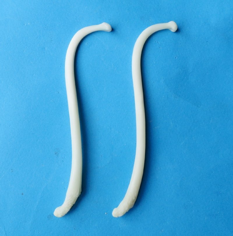 31/2 to 41/2 inches Raccoon Peckers, Penis Bones, Mountain Man Toothpicks
